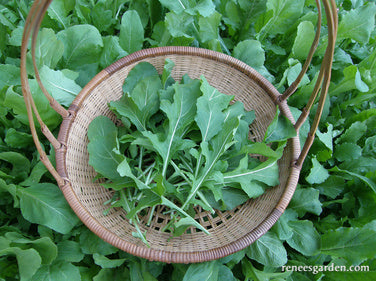 Organic Arugula True Italian - Renee's Garden