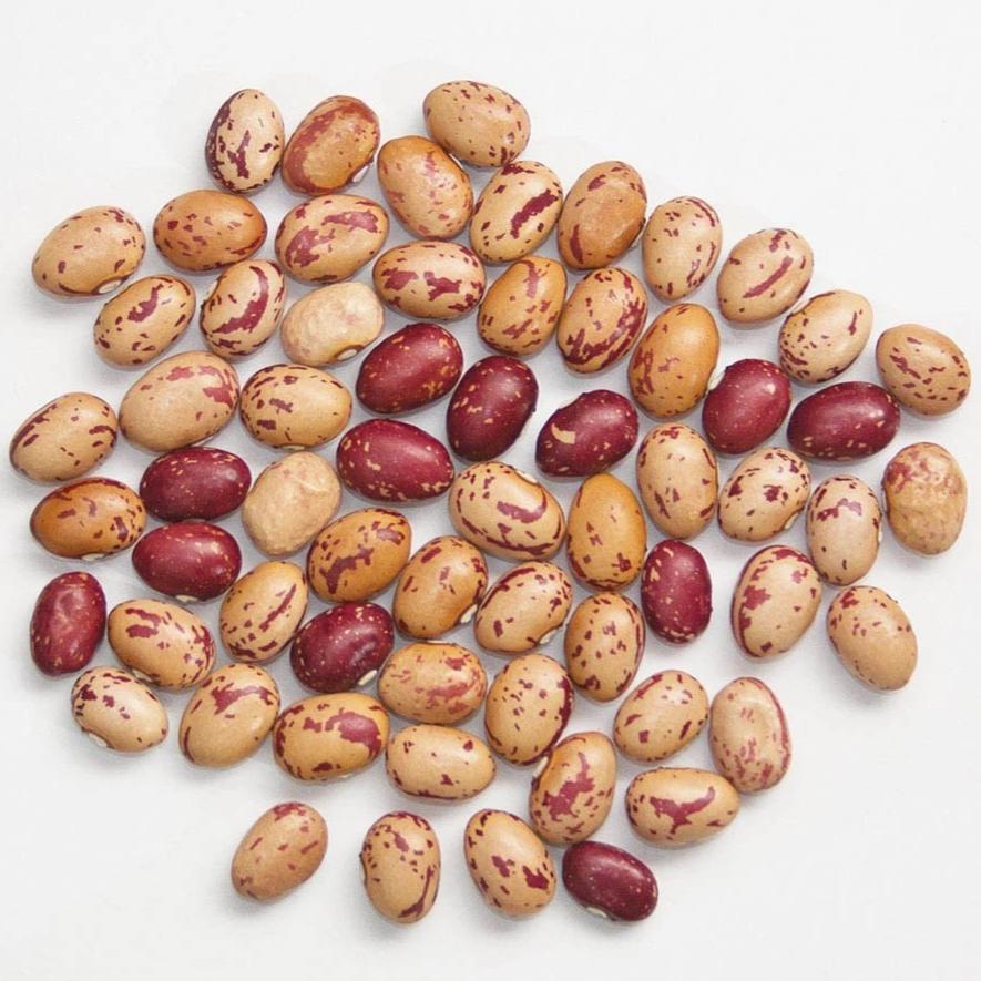 Bean Taylor Horticulture Bush Bean - Metchosin Farm