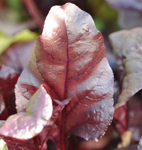 Organic Beet Bull's Blood - West Coast Seeds