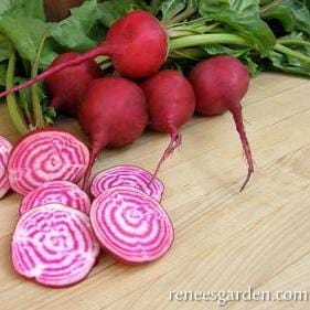 Beets Traditional Chioggia - Renee's Garden