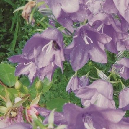Canterbury Bells - Metchosin Farm