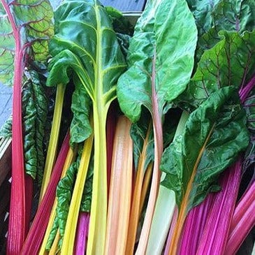 Chard Garden Rainbow - Renee's Garden Seeds