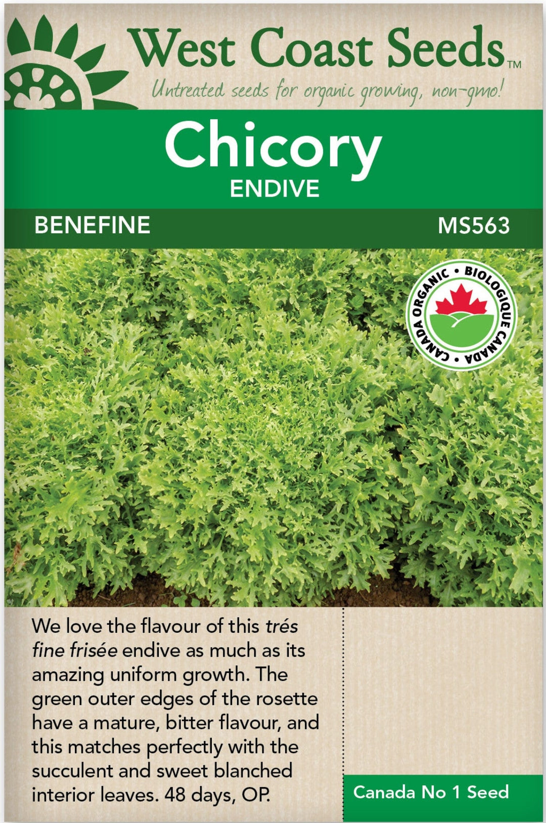 Organic Chicory Benefine - West Coast Seeds