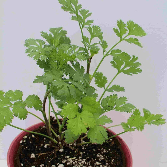 Organic Cilantro, Coriander - McKenzie Seeds