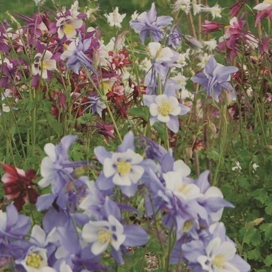 Columbine Mix - Metchosin Farm