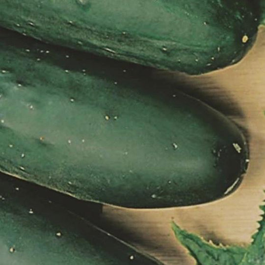 Cucumber Marketmore