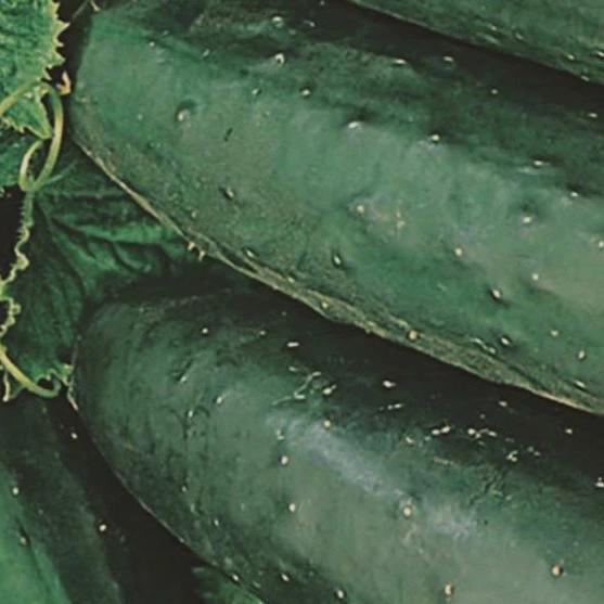 Cucumber Marketmore