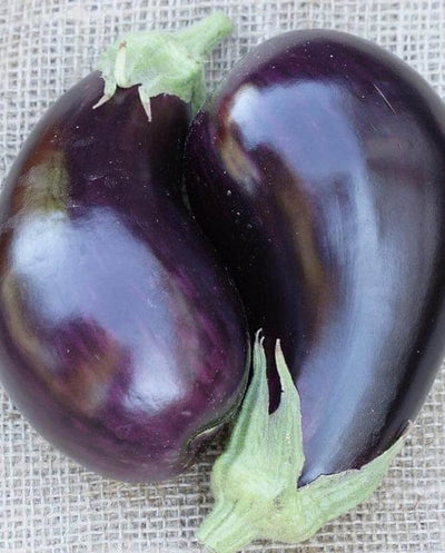 Organic Eggplant Traviata - West Coast Seeds