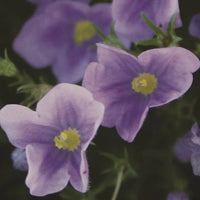 Organic Flax Golden - Metchosin Farm Seeds