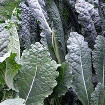 Kale Dinosaur Lacinato Organic - Cornucopia Seeds CS