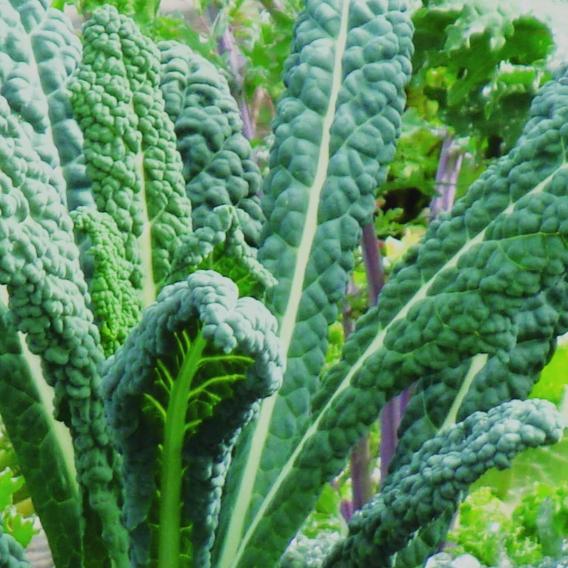 Kale Lacinato