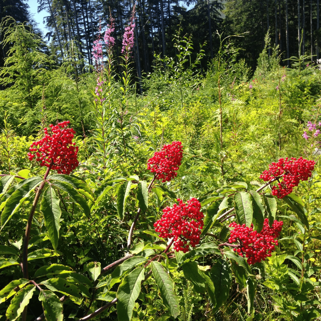 Organic Native Red Elderberry - Metchosin Farm Seeds