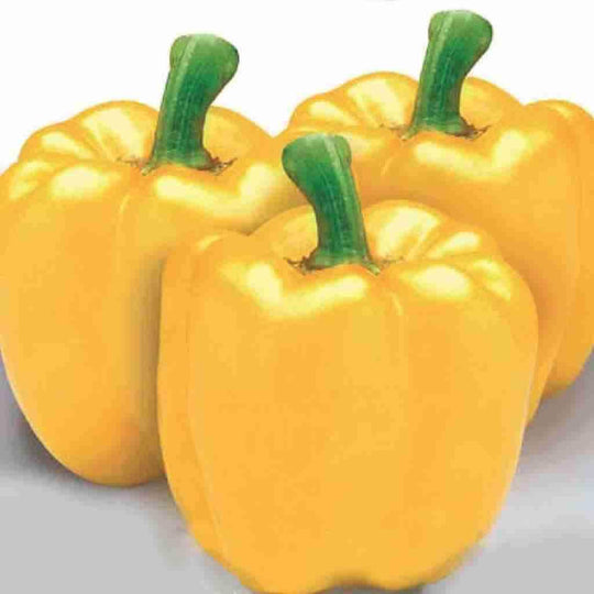 Organic Pepper Golden California Wonder - McKenzie Seeds
