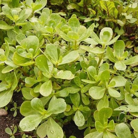 Purslane Tall Green Organic (Wild Greens) - West Coast Seeds