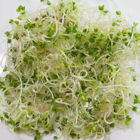 Sprouting Brown Mustard - West Coast Seeds