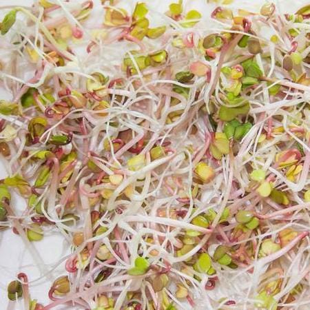 Sprouting Red Radish - West Coast Seeds