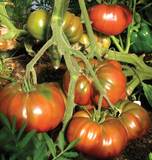 Organic Tomato Black Krim - West Coast Seeds