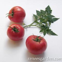 Tomatoes Brandywine - Renee's Garden