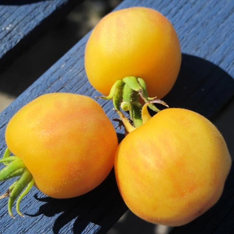Tomato Yellow Peach - Metchosin Farm