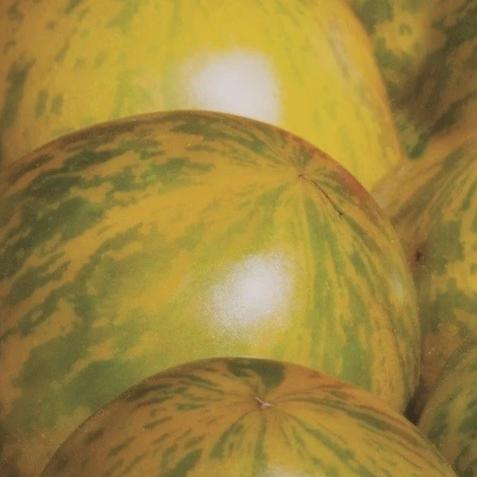 Tomato Yellow Zebra - Metchosin Farm