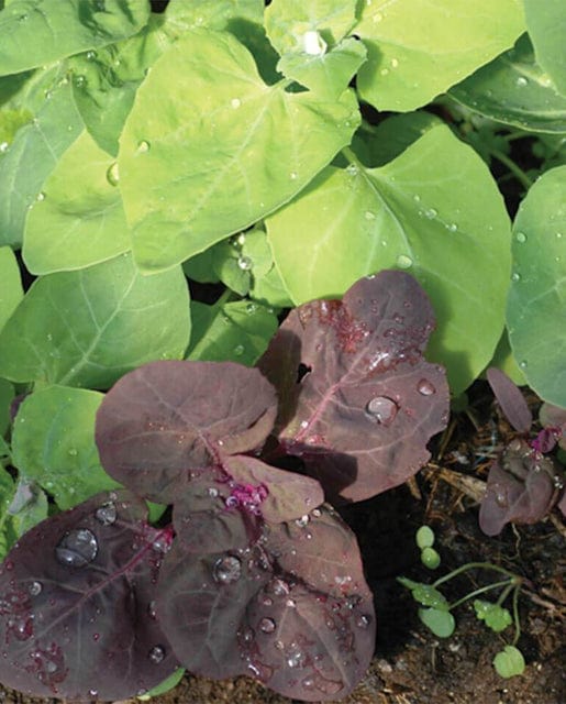 Organic Wild Greens Red Orach - West Coast Seeds