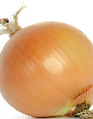 Onion Early Yellow Globe - Ontario Seed Company