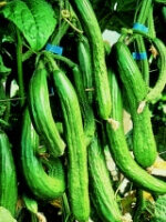Cucumber English Telegraph - Ontario Seed Company