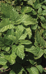 Spearmint - Ontario Seed Company