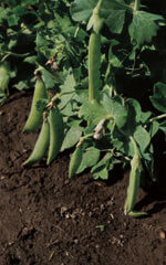 Pea Little Marvel - Ontario Seed Company