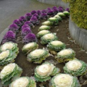 Flowering Cabbage - Ontario Seed Company
