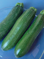 Zucchini Squash Dark Green - Ontario Seed Company