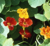 Nasturtium Tall Climbing Mix - Ontario Seed Company