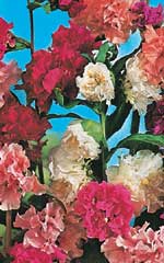 Clarkia Double Mixed - Ontario Seed Company