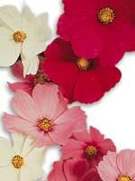 Cosmos Early Sensation Mixed - Ontario Seed Company