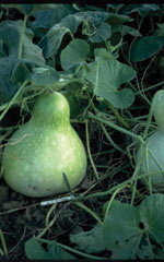 Gourd Ornamental Birdhouse - Ontario Seed Company