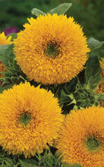 Sunflower Tall Sungold - Ontario Seed Company