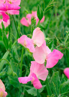 Sweet Pea Royal Pink - Ontario Seed Company