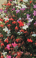 Lobelia Cascade Mix - Ontario Seed Company