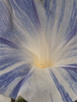 Morning Glory Flying Saucers - Ontario Seed Company