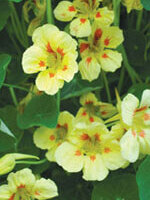 Nasturtium Peach Melba - Ontario Seed Company