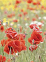 Poppy Flanders Field - Ontario Seed Company