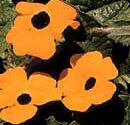 Thunbergia Black Eyed Susan - Ontario Seed Company