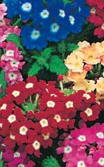 Verbena Ideal Florist Mix - Ontario Seed Company