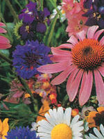 Butterfly Special Mixture - Ontario Seed Company