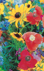 Bee Pollinator Mixture - Ontario Seed Company