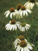 Coneflower White Swan - Ontario Seed Company