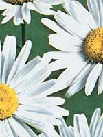 Shasta Daisy Leucanthemum - Ontario Seed Company