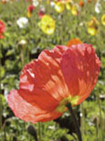 Iceland Poppy Giant Mixed - Ontario Seed Company