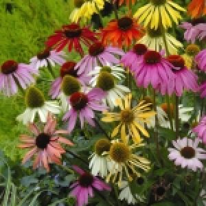 Coneflower Paradiso - Ontario Seed Company