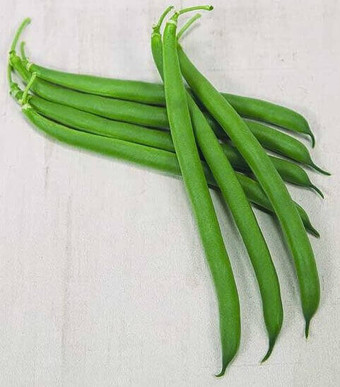 Bean Outlaw Bush - Ontario Seed Company